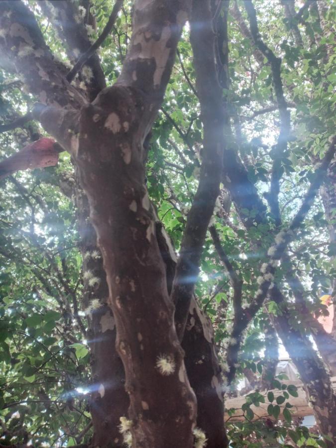Hostel Jabuticaba 贝洛哈里桑塔 外观 照片